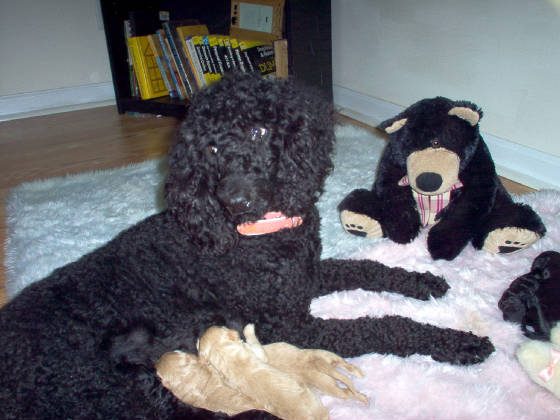 babylabradoodles014jpg.JPG